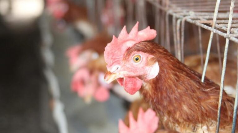 Perú obtiene reconocimiento internacional como país libre de influenza aviar en aves de corral