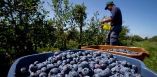 Producción agropecuaria mantiene impulso positivo y crece 4.3 % en febrero Producción agropecuaria mantiene impulso positivo y crece 4.3 % en febrero