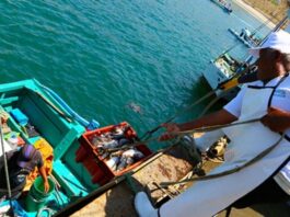 Produce actualiza el reglamento sanitario para la pesca y la acuicultura Produce actualiza el reglamento sanitario para la pesca y la acuicultura