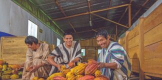 Productores del agro podrán acceder a créditos sin título de propiedad con nuevo mecanismo financiero Productores del agro podrán acceder a créditos sin título de propiedad con nuevo mecanismo financiero