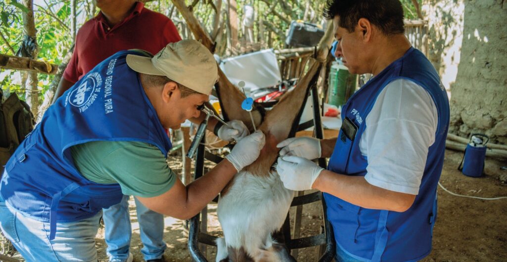 Tecnología reproductiva fortalece la ganadería en las zonas altoandinas de Piura