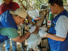 Tecnología reproductiva fortalece la ganadería en las zonas altoandinas de Piura Tecnología reproductiva fortalece la ganadería en las zonas altoandinas de Piura