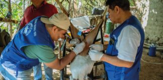 Tecnología reproductiva fortalece la ganadería en las zonas altoandinas de Piura Tecnología reproductiva fortalece la ganadería en las zonas altoandinas de Piura