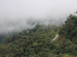 Cajamarca alista su quinta Área de Conservación Regional en Jaén para proteger bosques montanos Cajamarca alista su quinta Área de Conservación Regional en Jaén para proteger bosques montanos