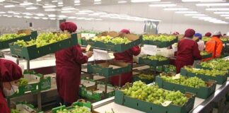 Agrofest 2025: Perú se posiciona como despensa global en nueva edición del evento agrario Agrofest 2025 Perú se posiciona como despensa global en nueva edición del evento agrario