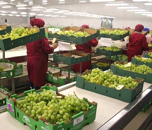 Agrofest 2025: Perú se posiciona como despensa global en nueva edición del evento agrario Agrofest 2025 Perú se posiciona como despensa global en nueva edición del evento agrario