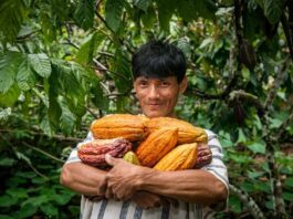 Agroexportaciones peruanas superaron los 2,233 millones de dólares durante el primer bimestre del año Agroexportaciones peruanas superaron los 2,233 millones de dólares durante el primer bimestre del año