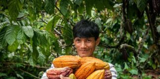 Agroexportaciones peruanas superaron los 2,233 millones de dólares durante el primer bimestre del año Agroexportaciones peruanas superaron los 2,233 millones de dólares durante el primer bimestre del año