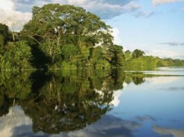 Día Mundial de la Tierra 2025: Perú se une al llamado global por el planeta Día Mundial de la Tierra 2025: Perú se une al llamado global por el planeta