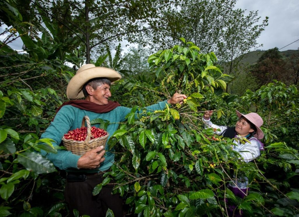 Sector agropecuario creció 4% en el primer trimestre de 2025 impulsado por agricultura y producción pecuaria