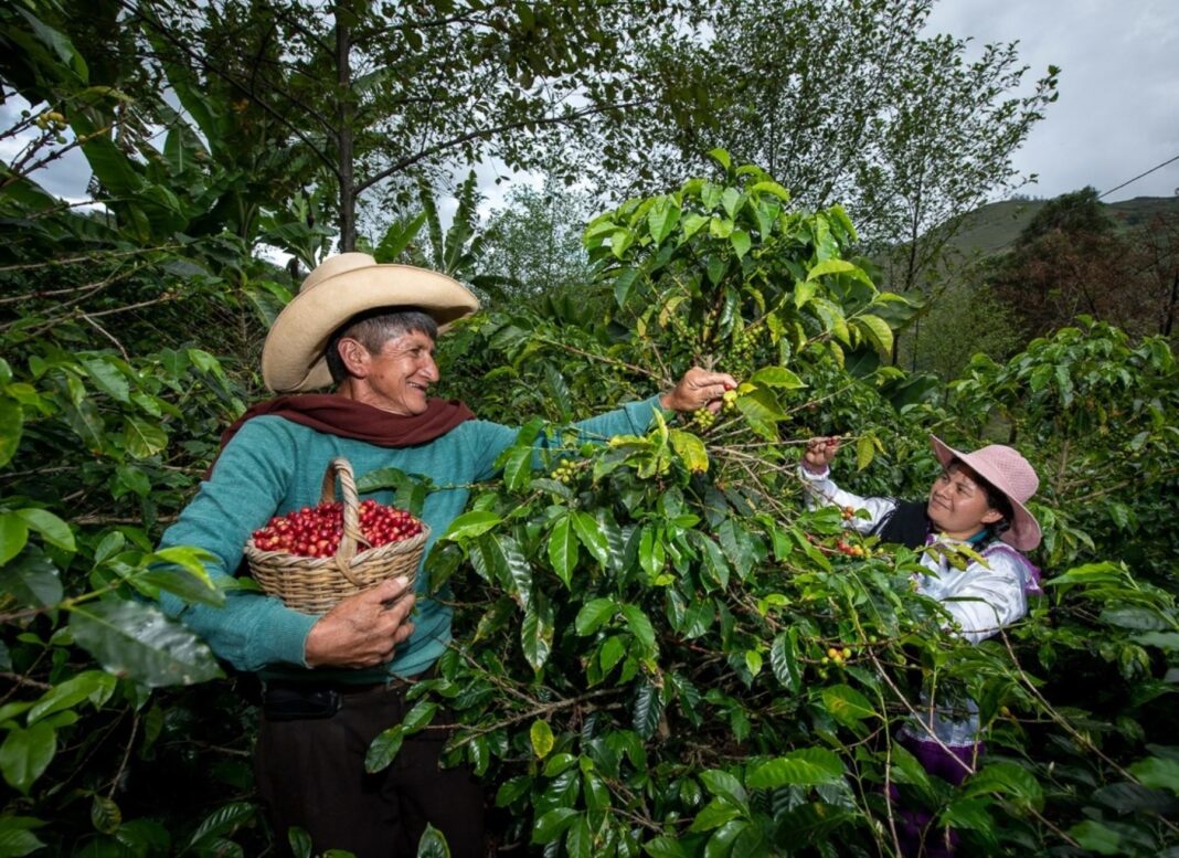 Sector agropecuario creció 4% en el primer trimestre de 2025 impulsado por agricultura y producción pecuaria