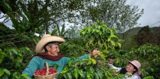 Sector agropecuario creció 4% en el primer trimestre de 2025 impulsado por agricultura y producción pecuaria Sector agropecuario creció 4% en el primer trimestre de 2025 impulsado por agricultura y producción pecuaria