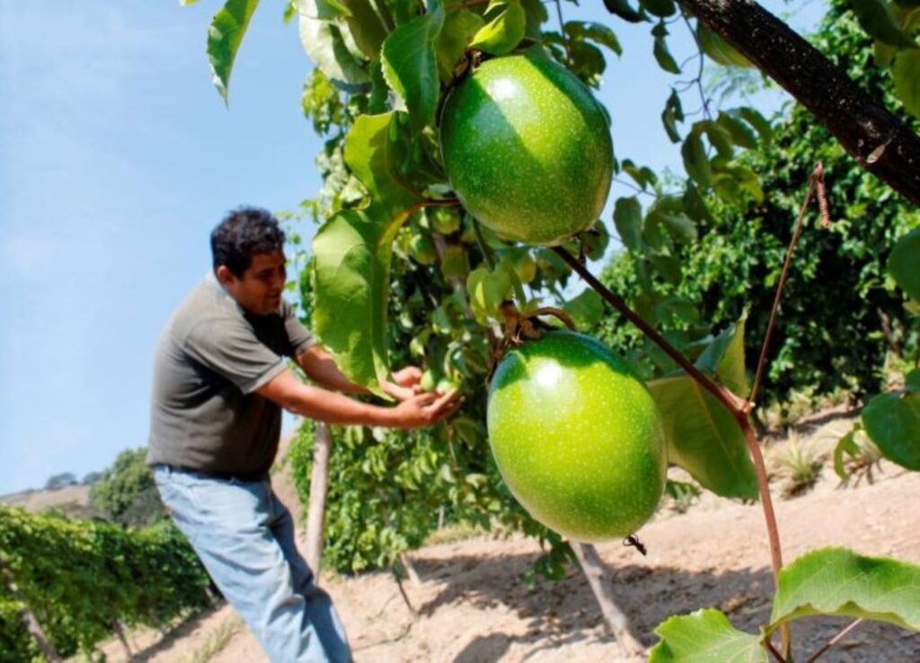 Exportaciones de maracuyá peruano crecieron 91% en abril de 2025