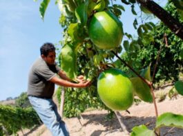 Exportaciones de maracuyá peruano crecieron 91% en abril de 2025 Exportaciones de maracuyá peruano crecieron 91% en abril de 2025