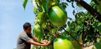 Exportaciones de maracuyá peruano crecieron 91% en abril de 2025 Exportaciones de maracuyá peruano crecieron 91% en abril de 2025