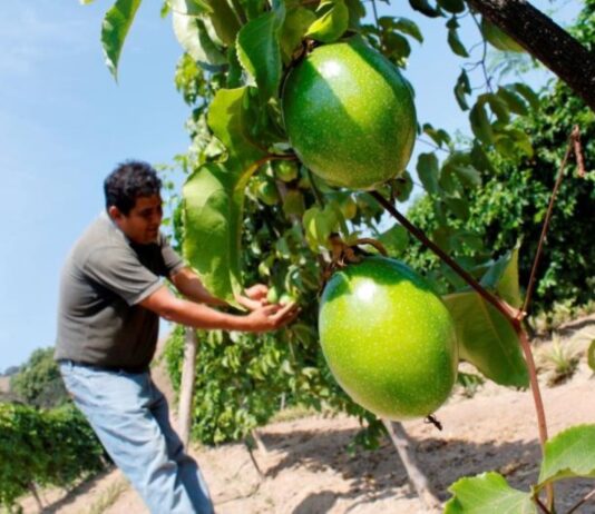 Exportaciones de maracuyá peruano crecieron 91% en abril de 2025 Exportaciones de maracuyá peruano crecieron 91% en abril de 2025