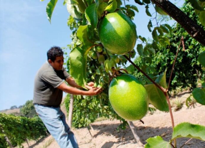Exportaciones de maracuyá peruano crecieron 91% en abril de 2025