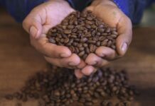 Exportaciones de café peruano marcaron un récord histórico en 2025 Producción cafetalera en Perú se recupera tras caída, pero sigue afectada por informalidad y falta de apoyo