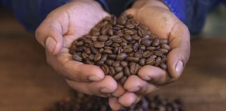 Producción cafetalera en Perú se recupera tras caída, pero sigue afectada por informalidad y falta de apoyo Producción cafetalera en Perú se recupera tras caída, pero sigue afectada por informalidad y falta de apoyo
