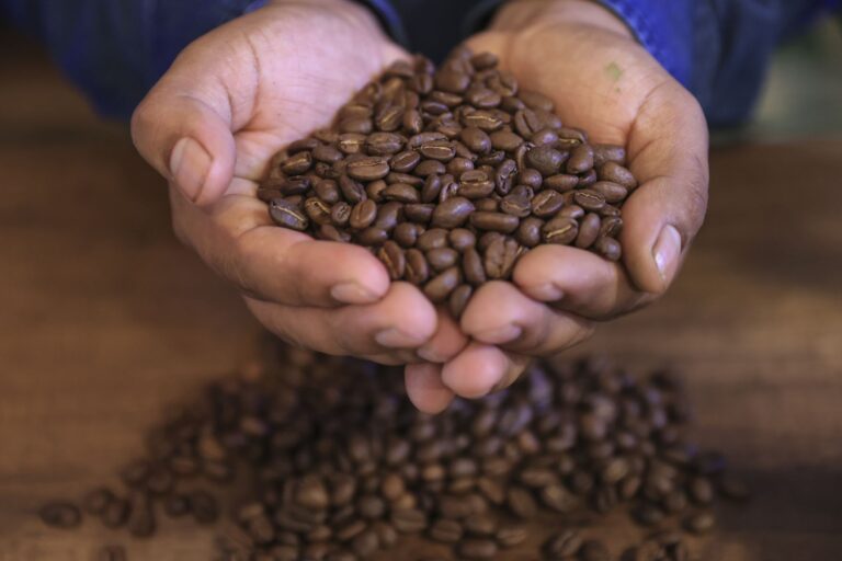 Producción cafetalera en Perú se recupera tras caída, pero sigue afectada por informalidad y falta de apoyo