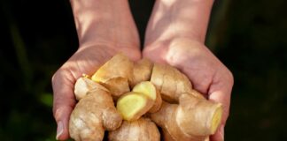 Perú busca consolidar cadena sostenible de jengibre ante caída en volúmenes exportados Perú busca consolidar cadena sostenible de jengibre ante caída en volúmenes exportados