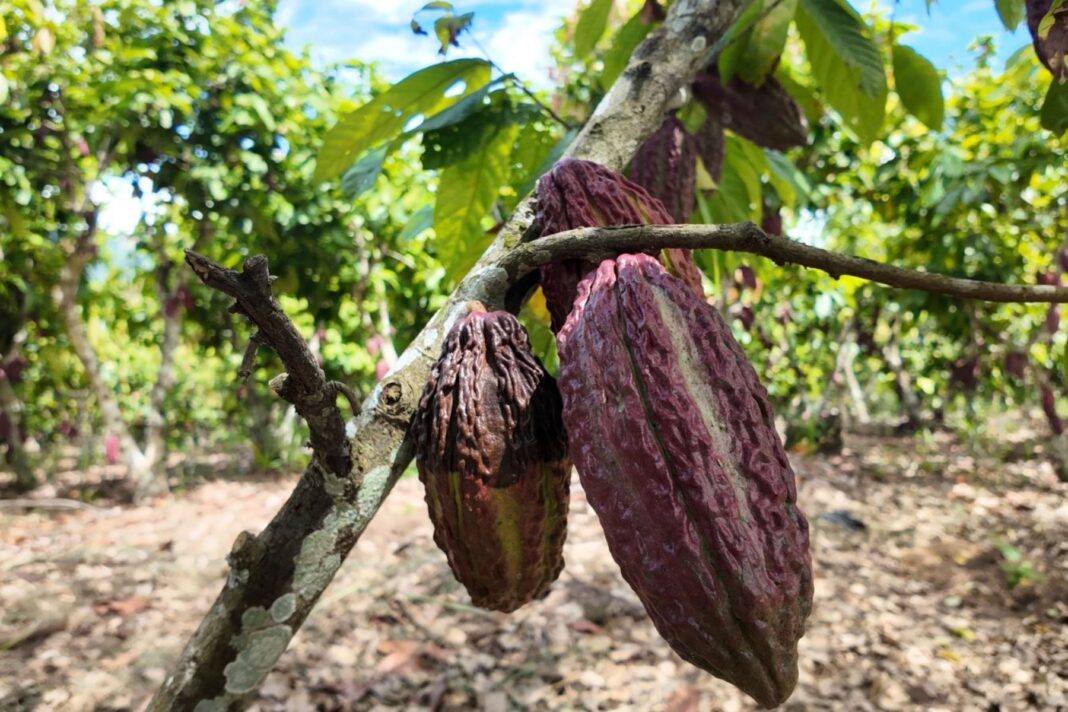 Degranex: la empresa peruana que nació del acopio de cacao y hoy exporta al mundo