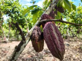 Degranex: la empresa peruana que nació del acopio de cacao y hoy exporta al mundo Degranex: la empresa peruana que nació del acopio de cacao y hoy exporta al mundo