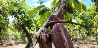 Degranex: la empresa peruana que nació del acopio de cacao y hoy exporta al mundo Degranex: la empresa peruana que nació del acopio de cacao y hoy exporta al mundo