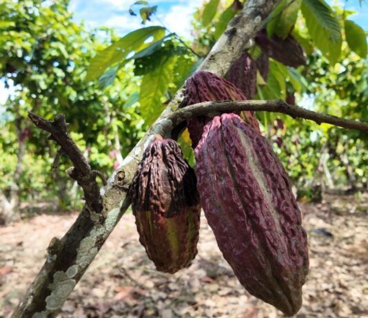 Degranex: la empresa peruana que nació del acopio de cacao y hoy exporta al mundo Degranex: la empresa peruana que nació del acopio de cacao y hoy exporta al mundo