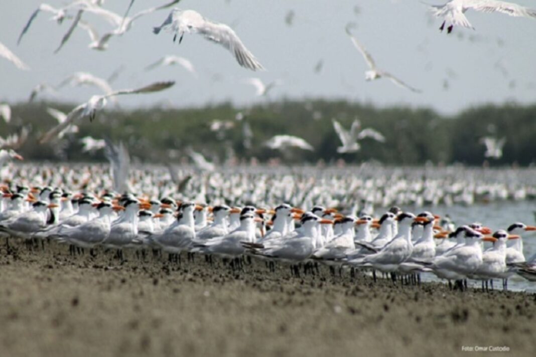 Perú, refugio clave para aves migratorias de todo el mundo