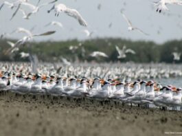 Perú, refugio clave para aves migratorias de todo el mundo Perú, refugio clave para aves migratorias de todo el mundo