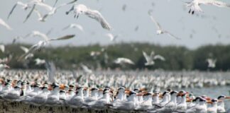 Perú, refugio clave para aves migratorias de todo el mundo Perú, refugio clave para aves migratorias de todo el mundo