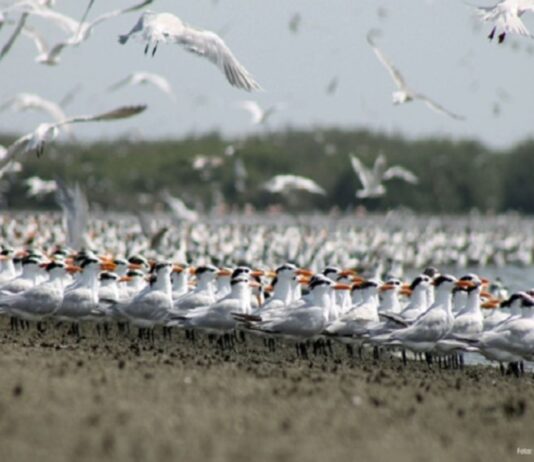 Perú, refugio clave para aves migratorias de todo el mundo Perú, refugio clave para aves migratorias de todo el mundo