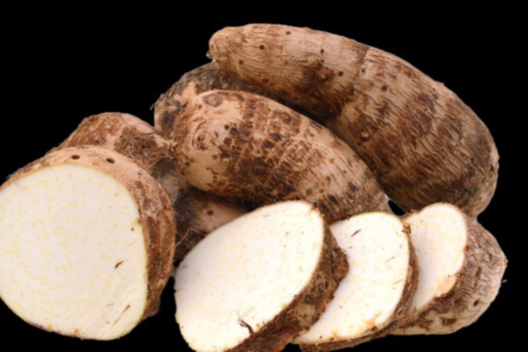 Minsa promueve el consumo de taro por sus beneficios contra enfermedades crónicas