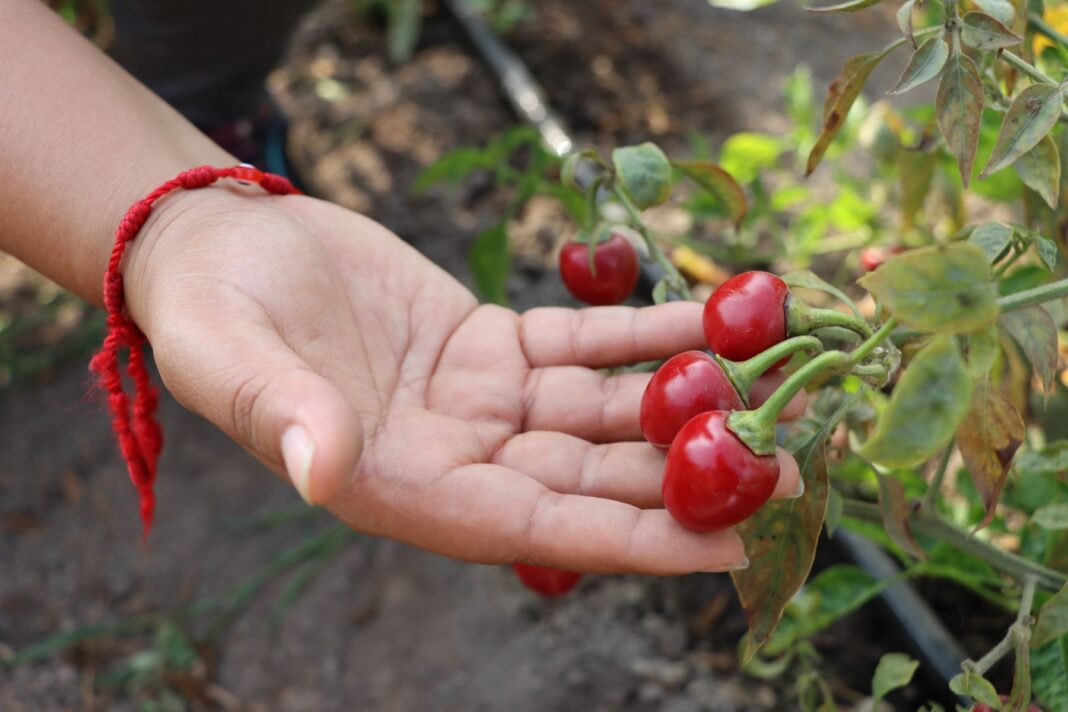 Proyecto “Capsicum”: preservan más de 300 variedades de ajíes nativos del Perú