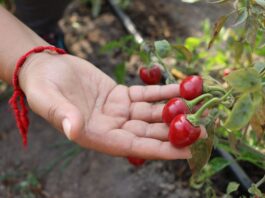 Proyecto “Capsicum”: preservan más de 300 variedades de ajíes nativos del Perú Proyecto “Capsicum”: preservan más de 300 variedades de ajíes nativos del Perú