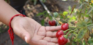 Proyecto “Capsicum”: preservan más de 300 variedades de ajíes nativos del Perú Proyecto “Capsicum”: preservan más de 300 variedades de ajíes nativos del Perú