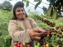 Midagri: “Impulsamos una agricultura familiar sostenible que respete el patrimonio forestal” Midagri: “Impulsamos una agricultura familiar sostenible que respete el patrimonio forestal”
