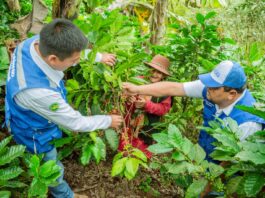 Piura: Cafetaleros reciben capacitación para mejorar la calidad de taza Piura: Cafetaleros reciben capacitación para mejorar la calidad de taza