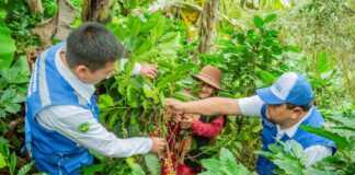 Piura: Cafetaleros reciben capacitación para mejorar la calidad de taza Piura: Cafetaleros reciben capacitación para mejorar la calidad de taza
