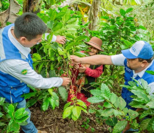 Piura: Cafetaleros reciben capacitación para mejorar la calidad de taza Piura: Cafetaleros reciben capacitación para mejorar la calidad de taza