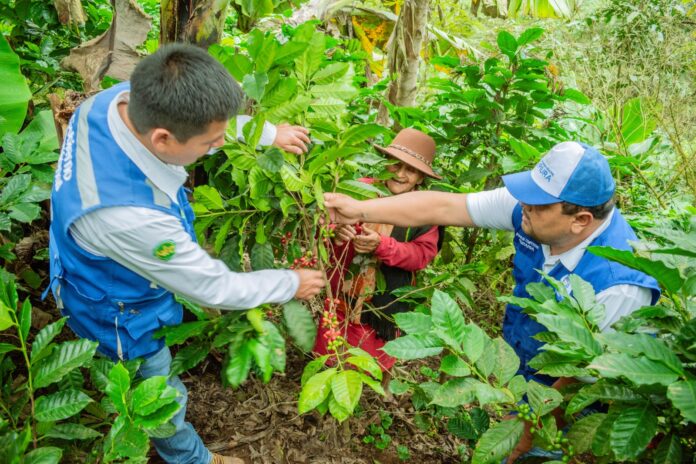 Piura: Cafetaleros reciben capacitación para mejorar la calidad de taza
