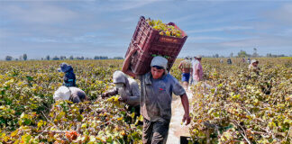 Productores de Cañete concretan venta histórica de uva a industria pisquera Productores de Cañete concretan venta histórica de uva a industria pisquera