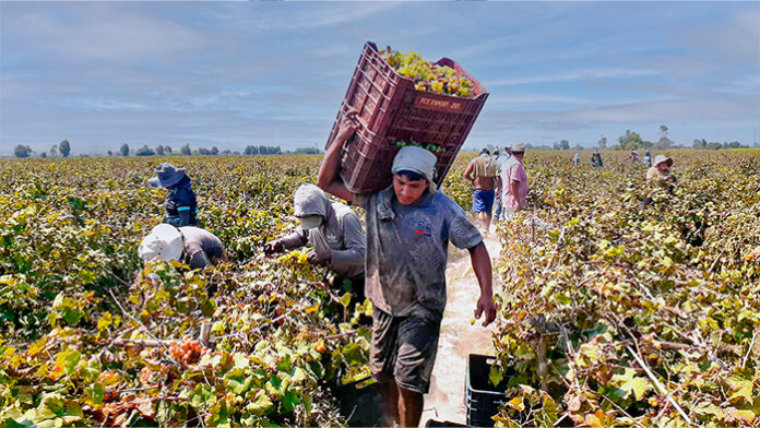 Productores de Cañete concretan venta histórica de uva a industria pisquera