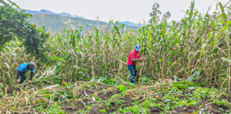 Productores piuranos son capacitados en ensilaje para fortalecer la ganadería Productores piuranos son capacitados en ensilaje para fortalecer la ganadería