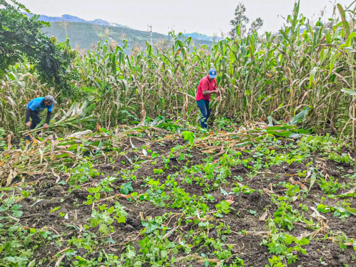 Productores piuranos son capacitados en ensilaje para fortalecer la ganadería