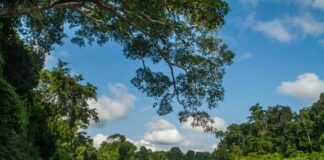 Parque Nacional del Manu celebra 52 años conservando la biodiversidad