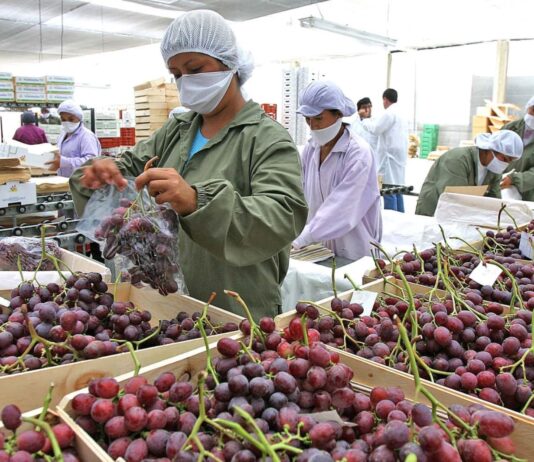 Piura incrementa sus exportaciones en 11% durante el primer trimestre de 2025 Piura incrementa sus exportaciones en 11% durante el primer trimestre de 2025