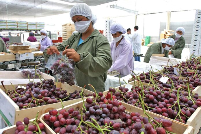Piura incrementa sus exportaciones en 11% durante el primer trimestre de 2025