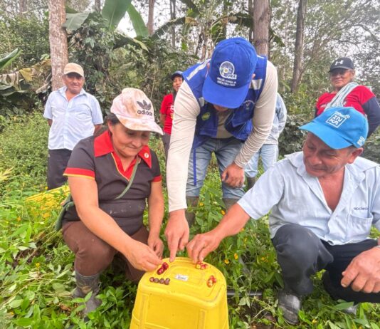 Piura: Capacitan a productores de café en Canchaque para acceder a mercados internacionales Piura: Capacitan a productores de café en Canchaque para acceder a mercados internacionales